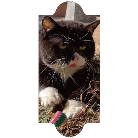 【もんたの日常】マスクケース