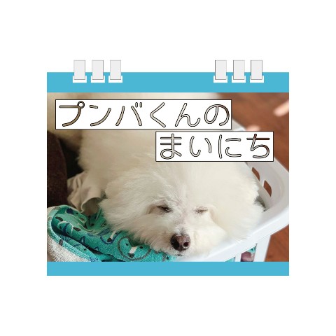 【プンバくん】日めくりカレンダー