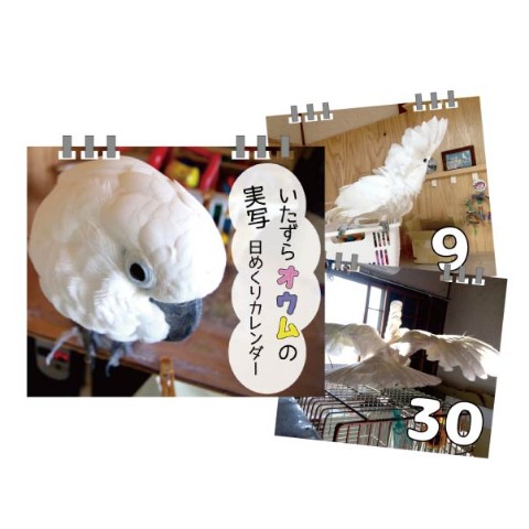 【いたずらオウム ろう】日めくりカレンダー