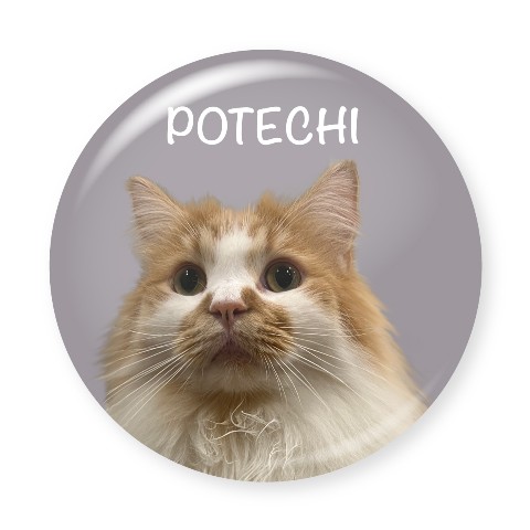 【ぽてこゆこめ】缶バッジ ぽてち柄