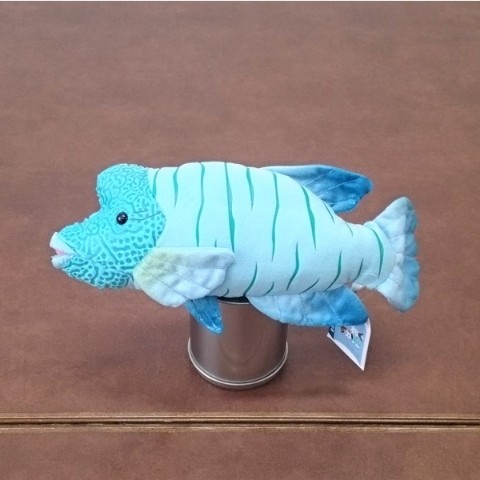 【わくわく図鑑】ナポレオンフィッシュ