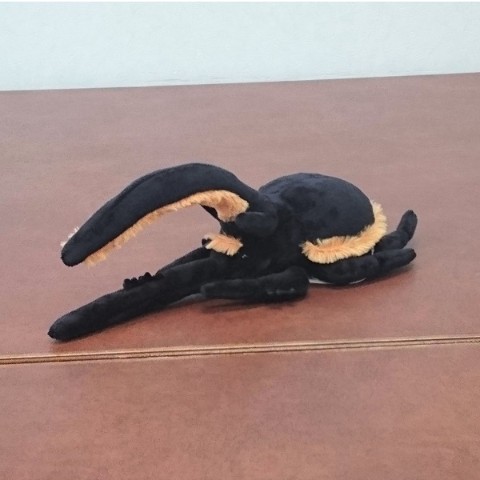 【わくわく図鑑】ネプチューンオオカブト