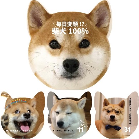 【anicas】日めくりカレンダー 毎日変顔!? 柴犬１００％！！