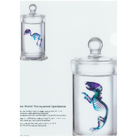 新世界 透明標本 美しくも不思議な世界 雑貨通販 ヴィレッジヴァンガード公式通販サイト