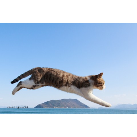 飛び猫　A4写真プリントD