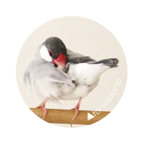 【torinotorio】ぶんこバッジ：文鳥Photo badge（桜文鳥ごま塩文鳥　おしり：グリーン）