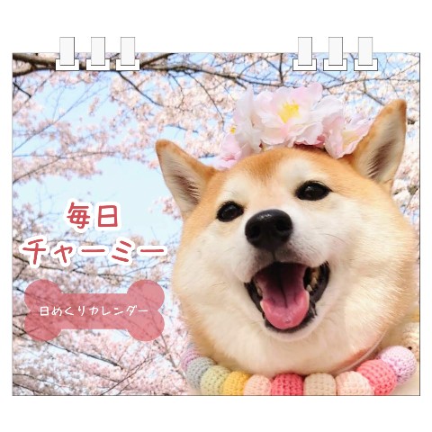【柴犬チャーミー】日めくりカレンダー
